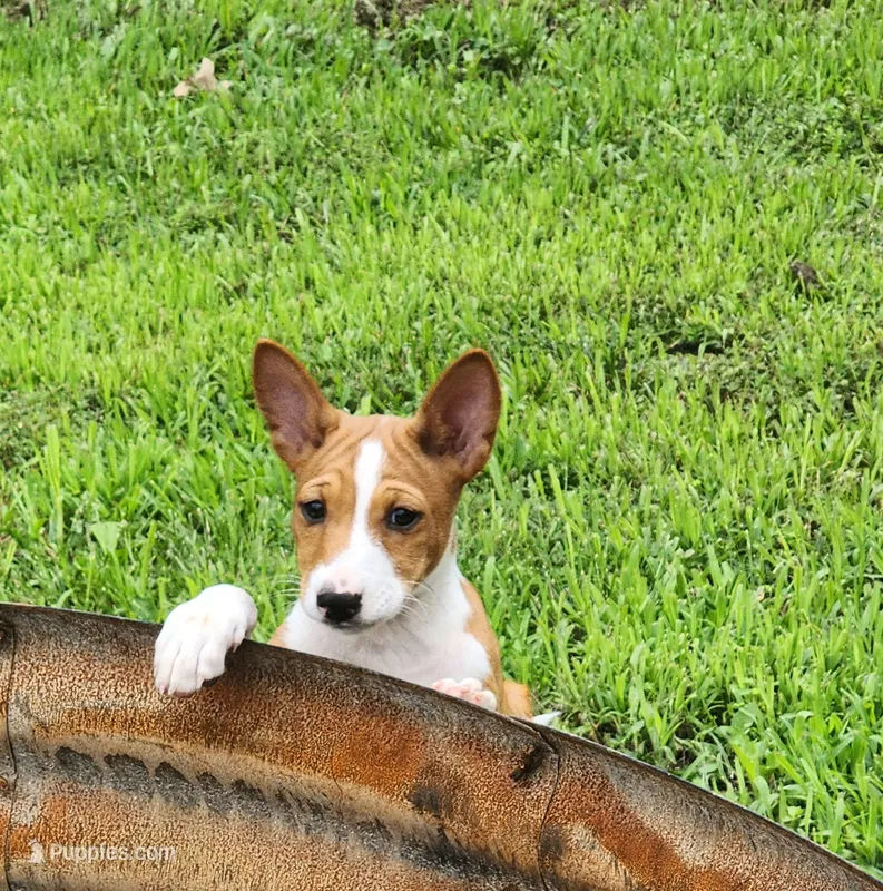 Flower – Basenji puppy for sale in West Plains, MO