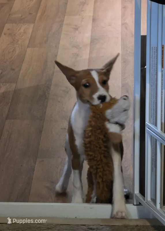 Flower – Basenji puppy for sale in West Plains, MO