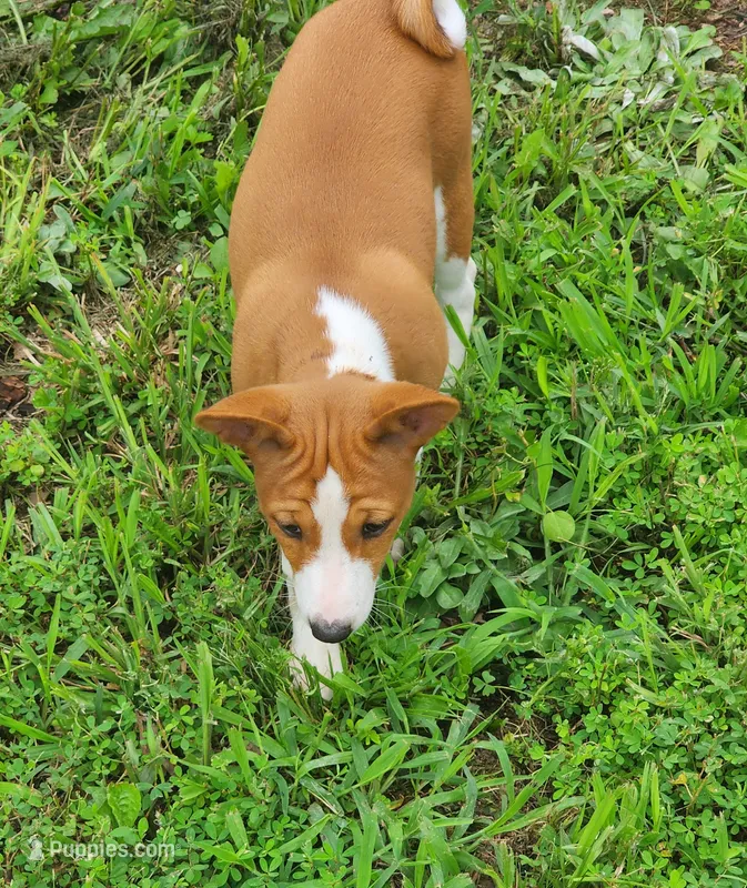 Tuesday – Basenji puppy for sale in West Plains, MO