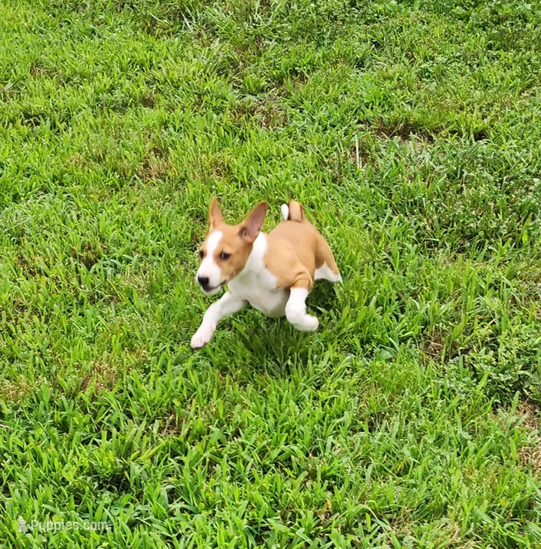 Rain – Basenji puppy for sale in West Plains, MO