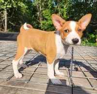 Rain, a female Basenji for sale in West Plains, MO – 3 of 3