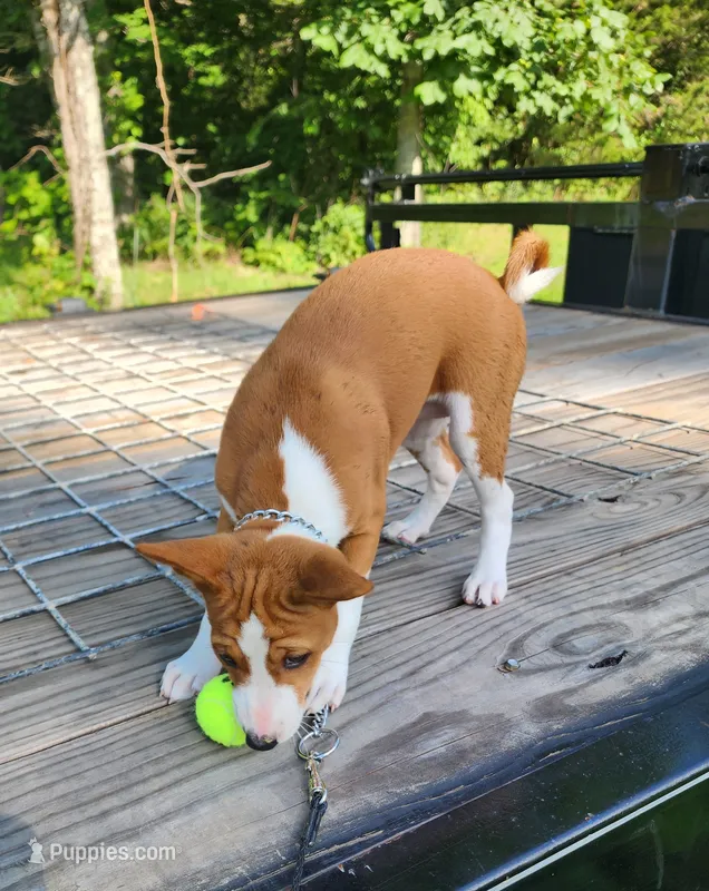 Tuesday – Basenji puppy for sale in West Plains, MO