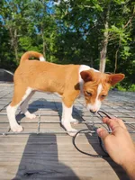 Flower, a female Basenji for sale in West Plains, MO – 2 of 3