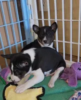 Snoopy, a male Basenji for sale in West Plains, MO – Photo 2 of 4