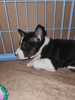 Snoopy, a male Basenji for sale in West Plains, MO – Photo 4 of 4