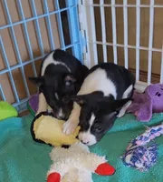 Snoopy, a male Basenji for sale in West Plains, MO – Photo 1 of 4