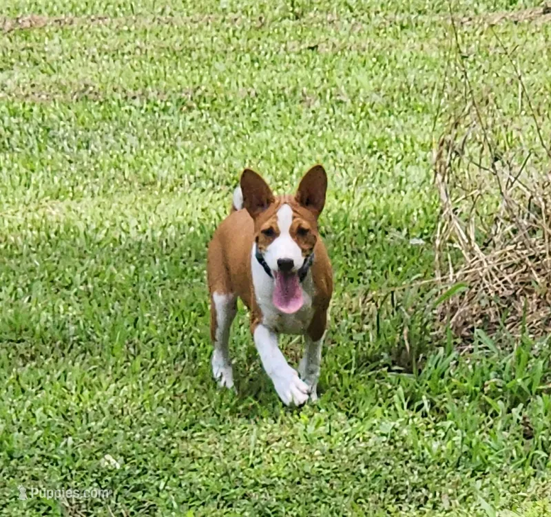 Rain – Basenji puppy for sale in West Plains, MO