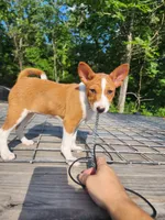 Flower, a female Basenji for sale in West Plains, MO – 3 of 3
