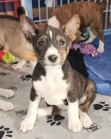 processed/87735d5a-eb6c-4814-84fd-4c693175f4f2/listing/cf1147da-f304-4c5a-b0cf-0f15ae3e010f/dd2f3a84-f2f7-4e11-82af-670e4736c7d5