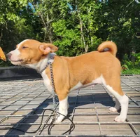 Rain, a female Basenji for sale in West Plains, MO – 2 of 3
