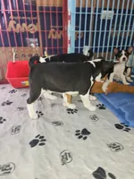 Blizzard, a male Basenji for sale in West Plains, MO – Photo 4 of 6