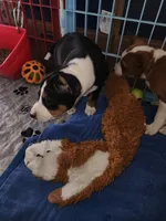 Blizzard, a male Basenji for sale in West Plains, MO – Photo 5 of 6