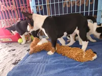 Blizzard, a male Basenji for sale in West Plains, MO – Photo 2 of 6