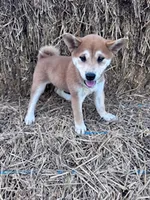 Ozzie, a male Shiba Inu for sale in Hopkinsville, KY – 3 of 5