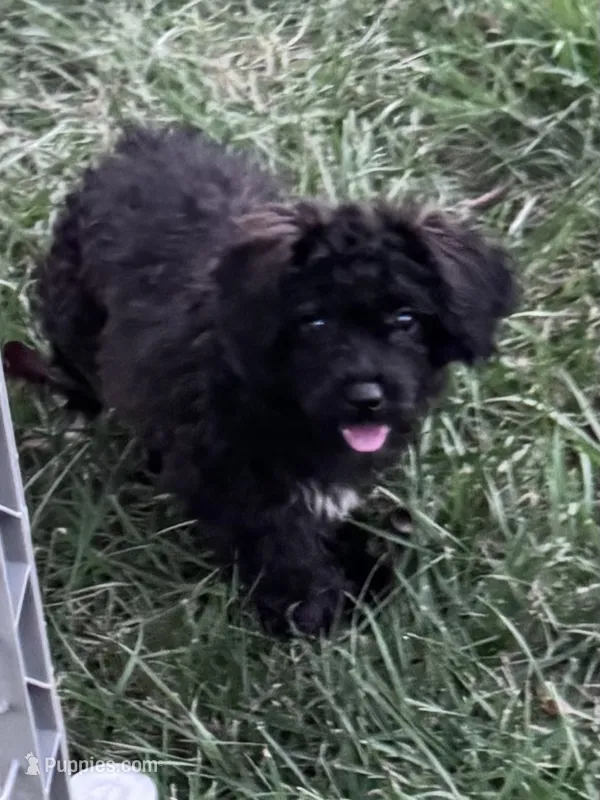Vegas – Yorkipoo puppy for sale in Hopkinsville, KY