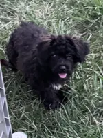 Willow, a female Yorkipoo for sale in Hopkinsville, KY – 2 of 8