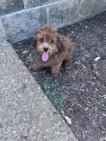 Snuffy, a male Yorkipoo for sale in Hopkinsville, KY – 2 of 5