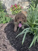 Copper, a male Poodle - Miniature  for sale in Hopkinsville, KY – 6 of 6