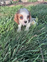 Max, a male Cavalier King Charles Spaniel for sale in Hopkinsville, KY – 5 of 5