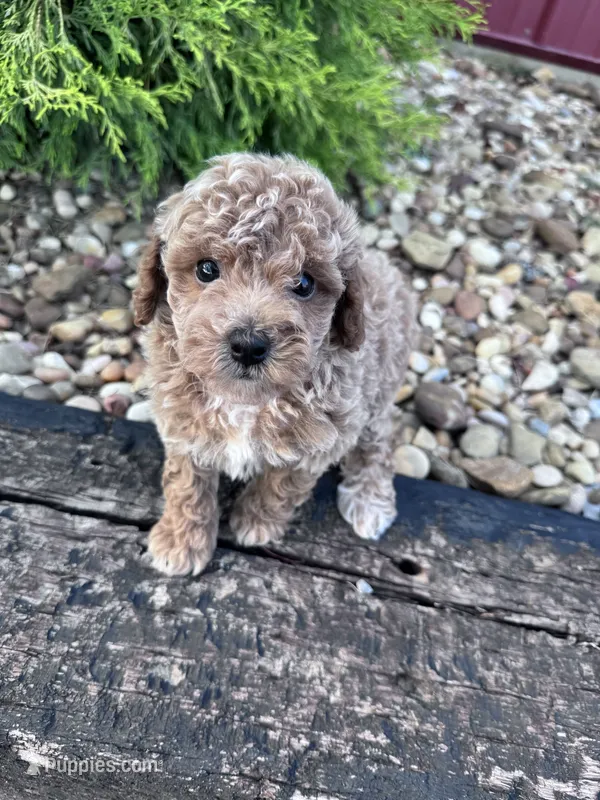 Pearl – Poodle - Miniature  puppy for sale in Hopkinsville, KY