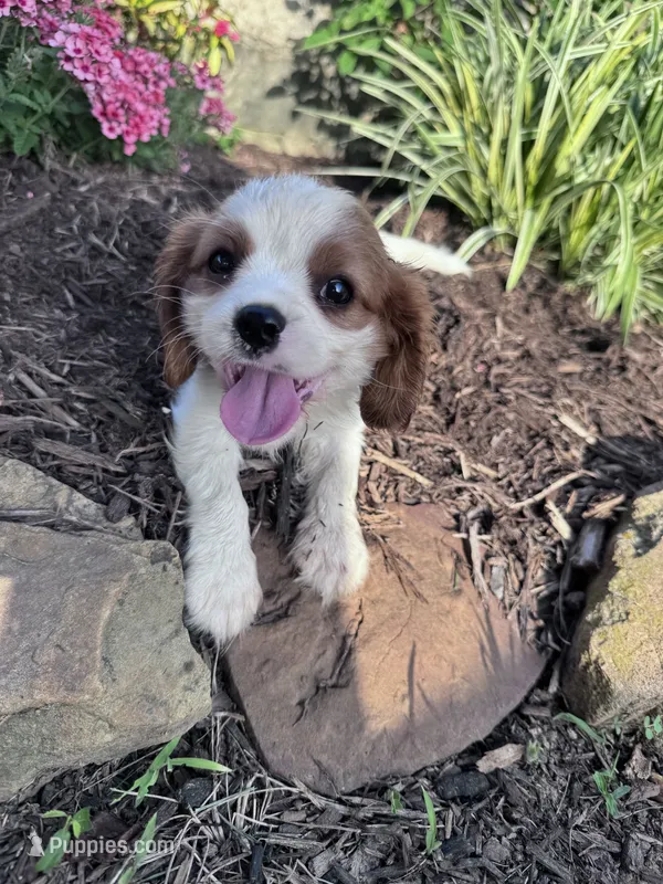 Charlie – Cavalier King Charles Spaniel puppy for sale in Hopkinsville, KY
