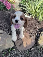 Charlie, a male Cavalier King Charles Spaniel for sale in Hopkinsville, KY – 4 of 5