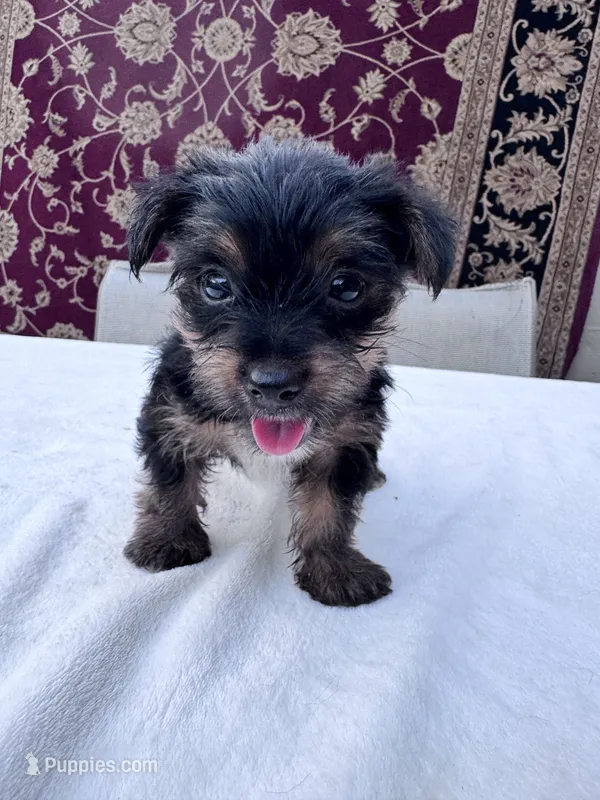 Max – Yorkshire Terrier puppy for sale in Hopkinsville, KY