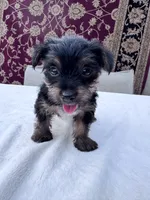 Max, a male Yorkshire Terrier for sale in Hopkinsville, KY – 1 of 6