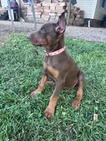 Darla, a female Doberman Pinscher for sale in Hopkinsville, KY – 3 of 6