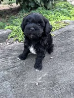 Suzie, a female Havapoo for sale in Hopkinsville, KY – 6 of 7