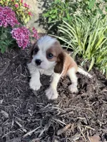 Charlie, a male Cavalier King Charles Spaniel for sale in Hopkinsville, KY – 3 of 5