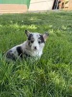 Blue, a male Pembroke Welsh Corgi for sale in Hopkinsville, KY – 5 of 7