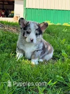 Blue – Pembroke Welsh Corgi puppy on hold in Hopkinsville, KY