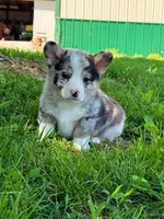 Blue, a male Pembroke Welsh Corgi for sale in Hopkinsville, KY – 1 of 7