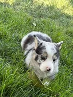 Blue, a male Pembroke Welsh Corgi for sale in Hopkinsville, KY – 6 of 7
