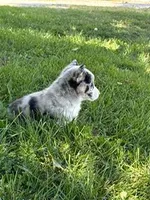 Blue, a male Pembroke Welsh Corgi for sale in Hopkinsville, KY – 7 of 7