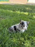 Blue, a male Pembroke Welsh Corgi for sale in Hopkinsville, KY – 3 of 7