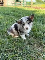 Blue, a male Pembroke Welsh Corgi for sale in Hopkinsville, KY – 2 of 7
