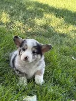 Blue, a male Pembroke Welsh Corgi for sale in Hopkinsville, KY – 4 of 7