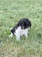 Daisy, a female Cavapoo for sale in Hopkinsville, KY – Photo 2 of 4