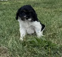 Daisy, a female Cavapoo for sale in Hopkinsville, KY – Photo 3 of 4
