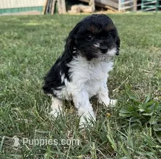 Daisy – Cavapoo puppy for sale in Hopkinsville, KY