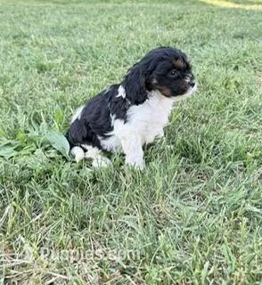 Daisy – Cavapoo puppy for sale in Hopkinsville, KY