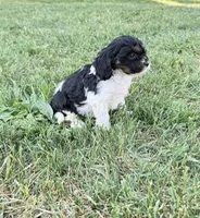 Daisy, a female Cavapoo for sale in Hopkinsville, KY – Photo 1 of 4