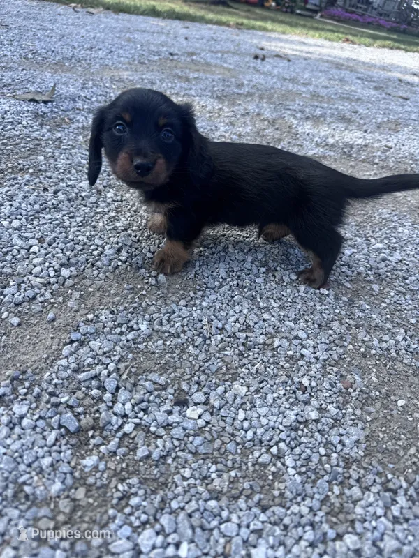Frankie  – Miniature Dachshund puppy for sale in Hopkinsville, KY
