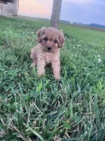 Sadie, a female Cavapoo for sale in Hopkinsville, KY – 8 of 9