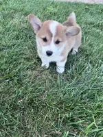 Freddy, a male Pembroke Welsh Corgi for sale in Hopkinsville, KY – 2 of 5