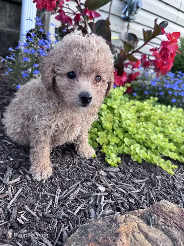 Tinker – Yorkipoo puppy for sale in Hopkinsville, KY