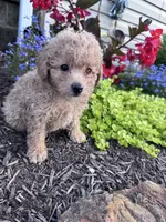 Tinker, a female Yorkipoo for sale in Hopkinsville, KY – 2 of 4