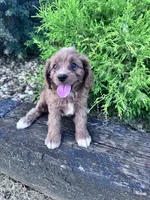 Harley , a female Cavapoo for sale in Hopkinsville, KY – 5 of 5
